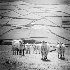 What´s up, Cows on Field, Ireland, black and white photography, art landscape