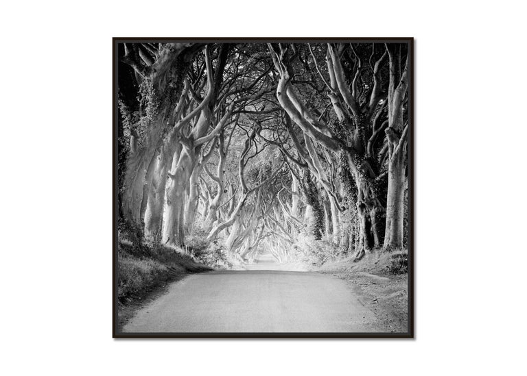 Dark Hedges, Ireland, beech tree avenue, black and white photography, landscape - Photograph by Gerald Berghammer