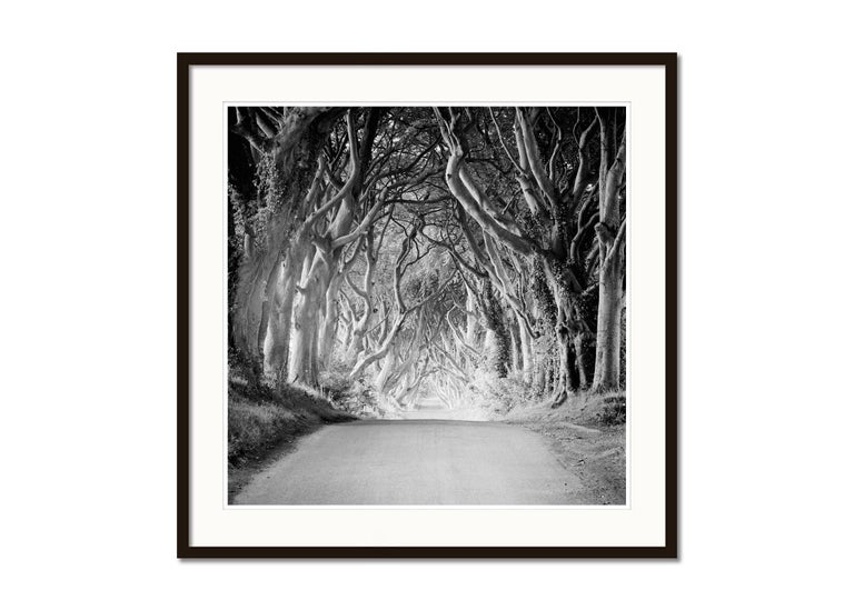 Dark Hedges, Ireland, beech tree avenue, black and white photography, landscape - Gray Black and White Photograph by Gerald Berghammer