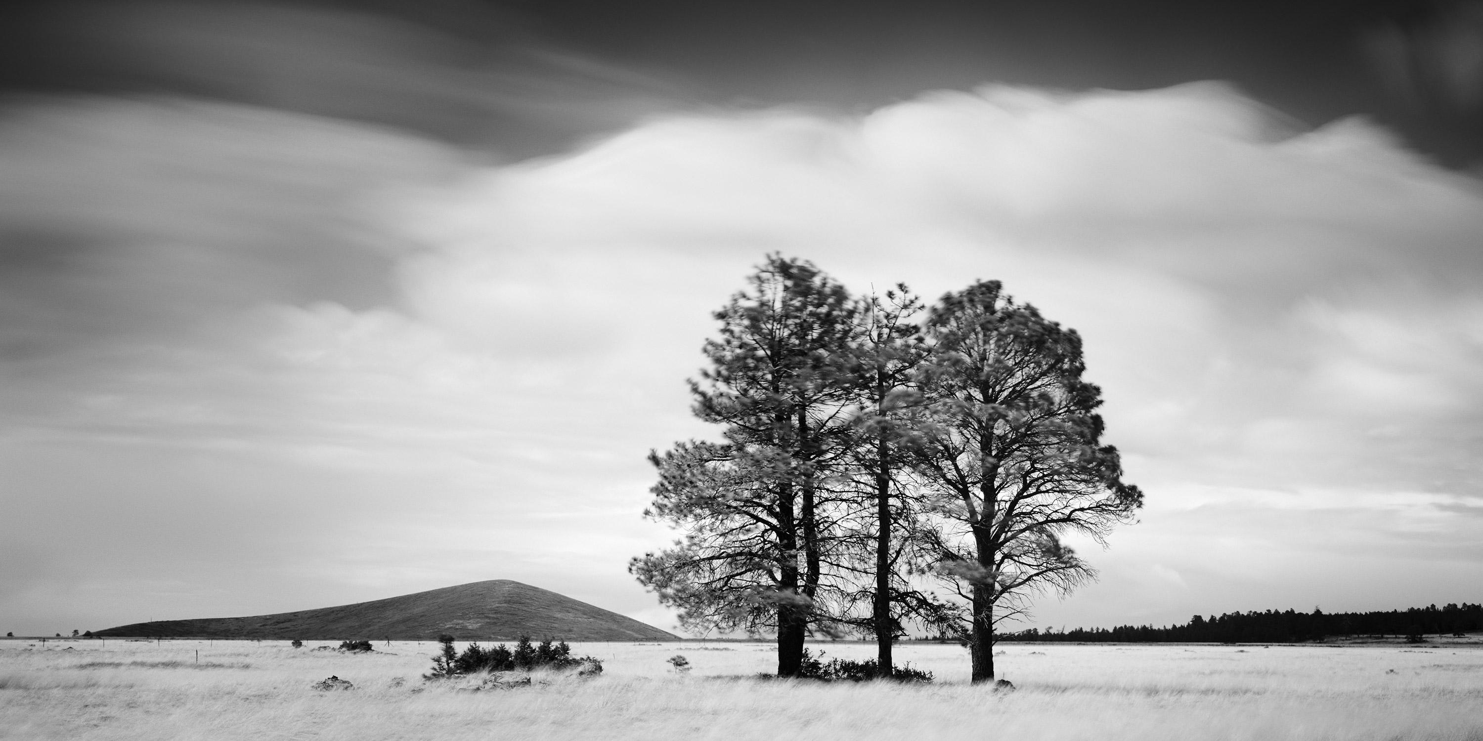 Golden Grass Field with Trees, black and white fine art photography, landscapes