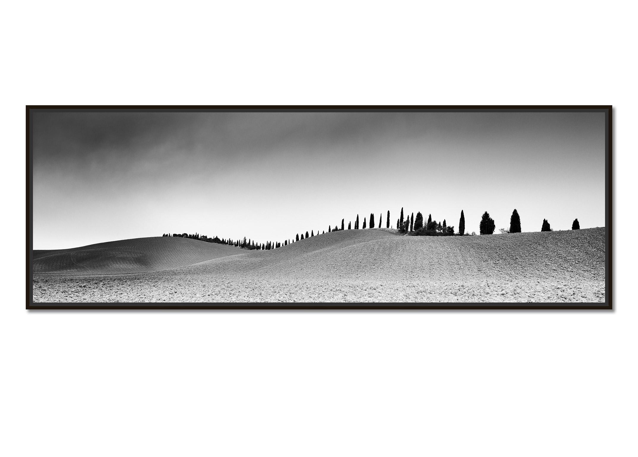 Cypress Trees Panorama, Tuscany, black and white fine art photography landscape - Photograph by Gerald Berghammer
