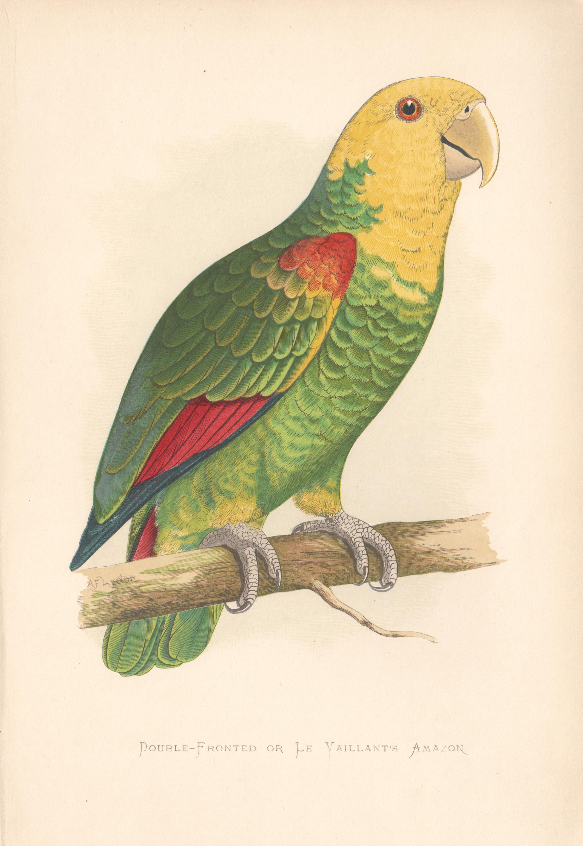 Benjamin Fawcett Animal Print - Double-Fronted or Le Vaillant's Amazon Parrot, Bird Chromolithograph, circa 1885