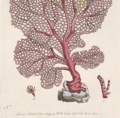Antique Venus Fan Coral, late 18th century engraving with original hand-colouring