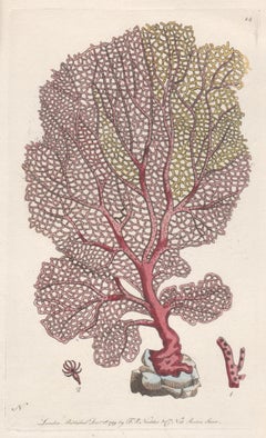 Venus Fan Coral, late 18th century engraving with original hand-colouring