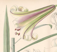 Lilium Centifolium (China) (Lily), Lillian Snelling botanical lithograph, 1924