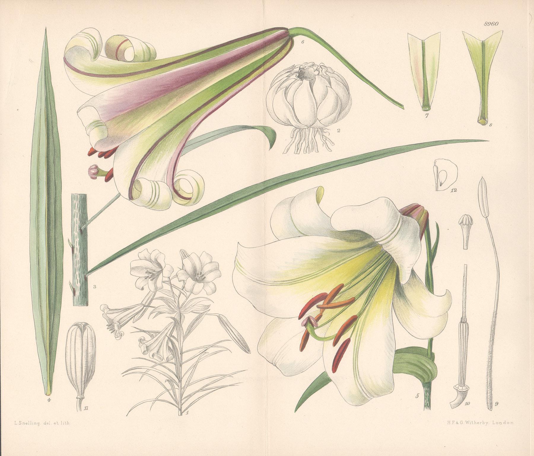 Lillian Snelling - Lilium Centifolium (China) (Lily), Lillian Snelling ...