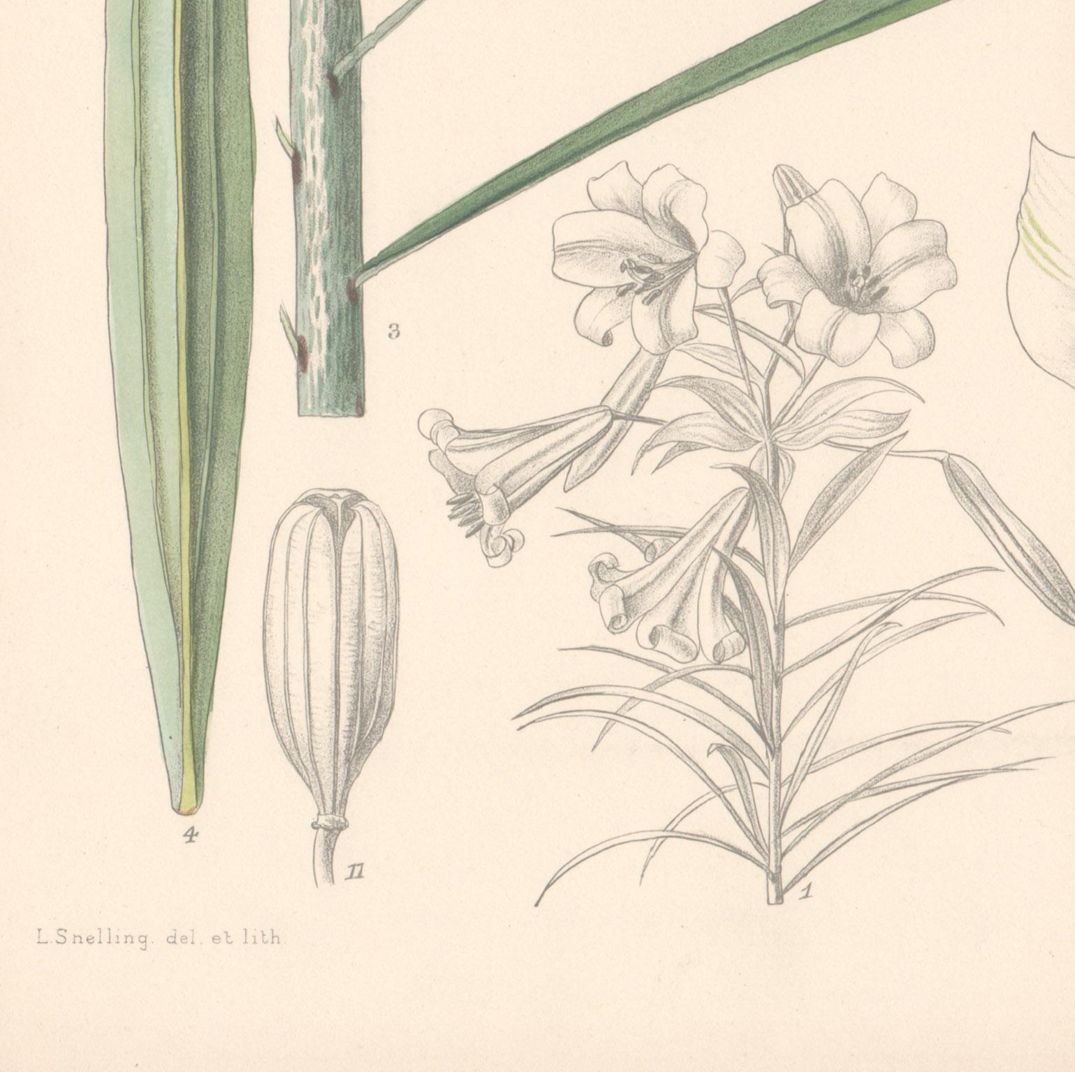 Lilium Centifolium (China) (Lily), Lillian Snelling botanical lithograph with original hand-colouring, 1924. From Curtis' Botanical Magazine.

Lillian Snelling was 