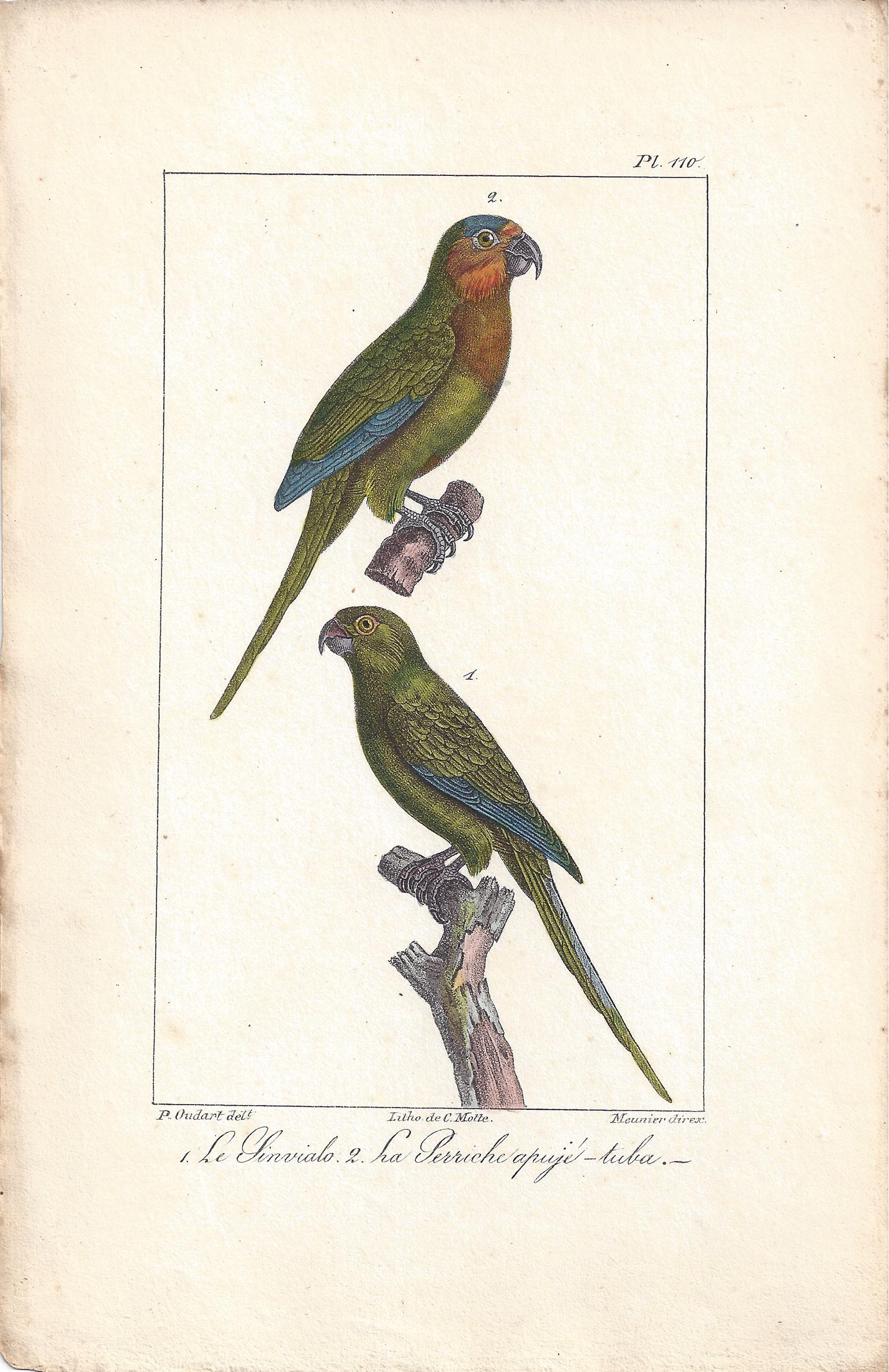 Charles Motte Animal Print - Parrots, French bird lithograph print, 1832