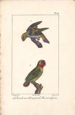 Parrots, French bird lithograph print, 1832
