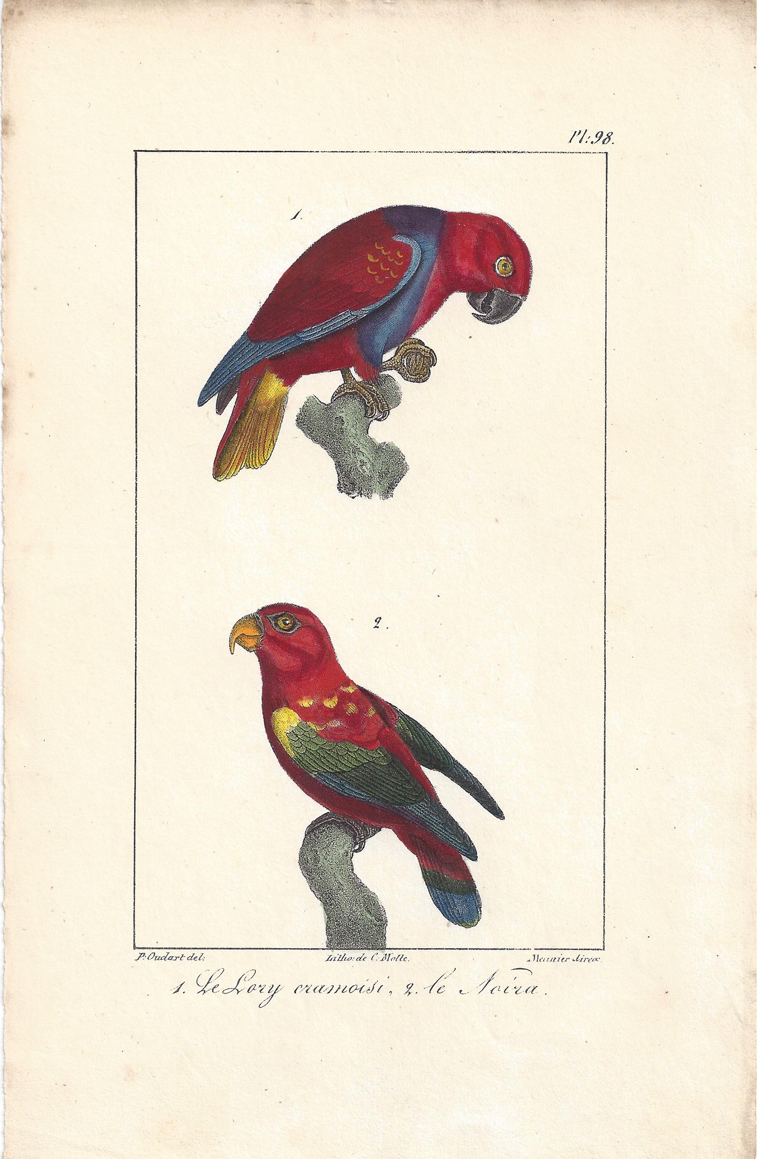 Charles Motte Animal Print - Parrots, French bird lithograph print, 1832
