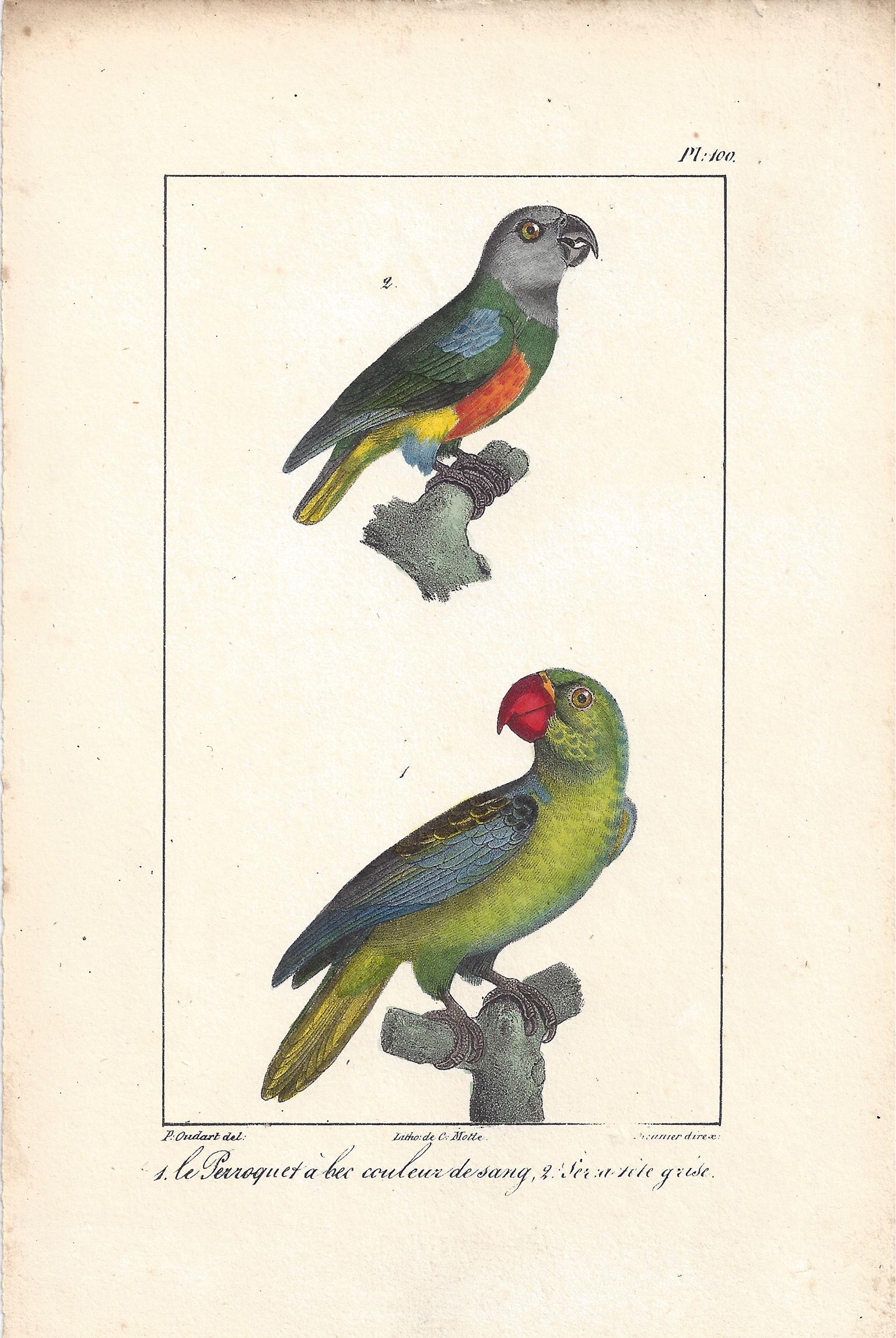 Charles Motte Animal Print - Parrots, French bird lithograph print, 1832