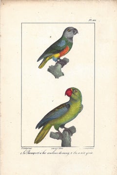 Papageien, Französischer Vogellithographiendruck, 1832