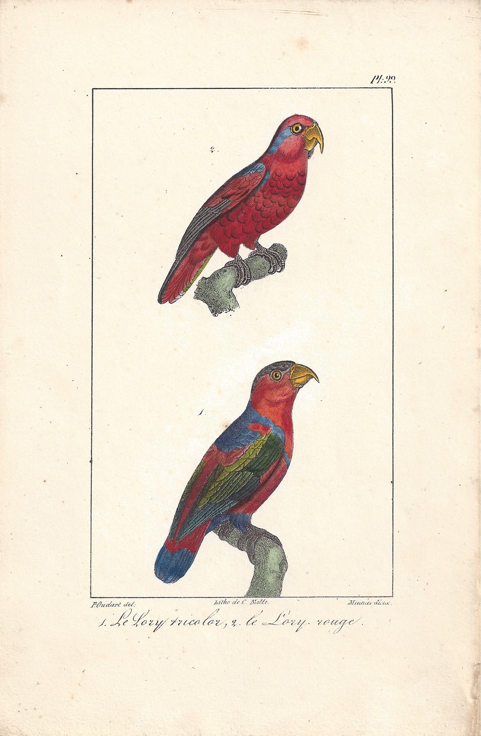 Charles Motte Animal Print - Parrots, French bird lithograph print, 1832