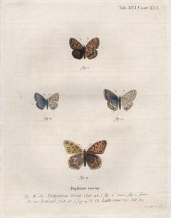 Esper Antique 18th century Butterfly engraving with original hand-colouring