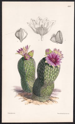 Pelecyphora Aselliformis Var Concolor, antique cactus botanical lithograph print