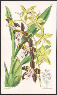 Odontoglossum Tripudians, antique orchid botanical lithograph print