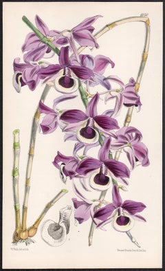 Dendrobium Lituiflorum, antique orchid botanical lithograph print