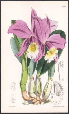 Laelia Jonghiana, antique orchid botanical lithograph print
