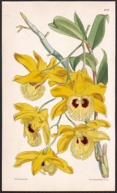 Dendrobium Hookerianum, antique orchid botanical lithograph print