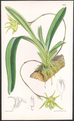 Acranthus Arachnitis, antique orchid botanical lithograph print