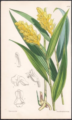 Elleanthus Xanthocomus, antique orchid botanical lithograph print