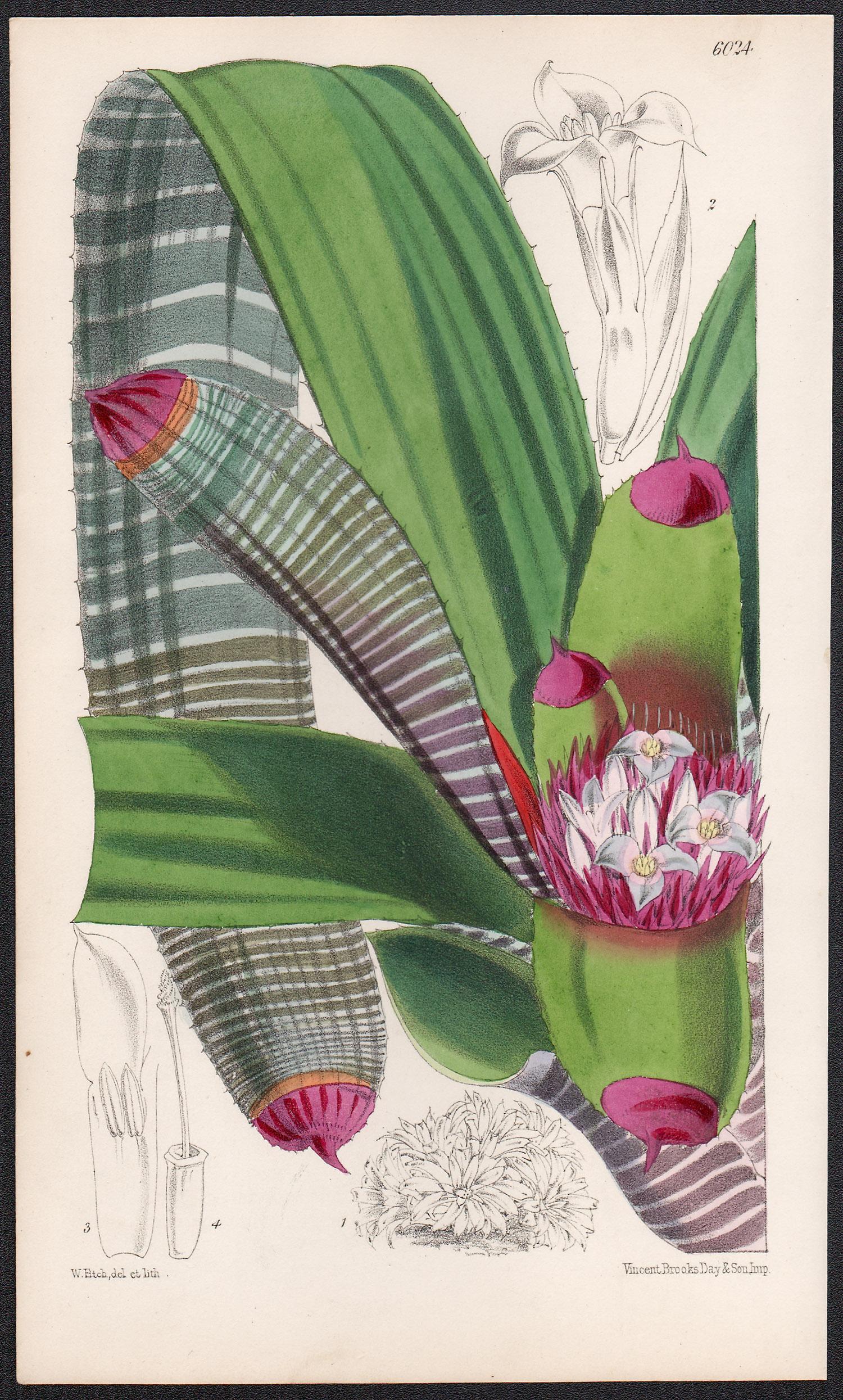 Walter Hood Fitch Still-Life Print - Nidularium Spectabile, antique botanical lithograph print