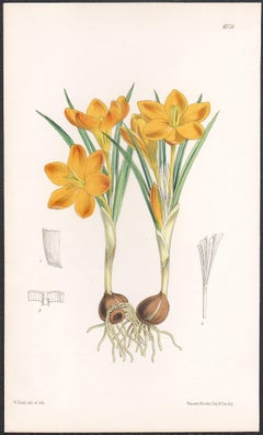 Crocus Olivieri, antique botanical flower lithograph print