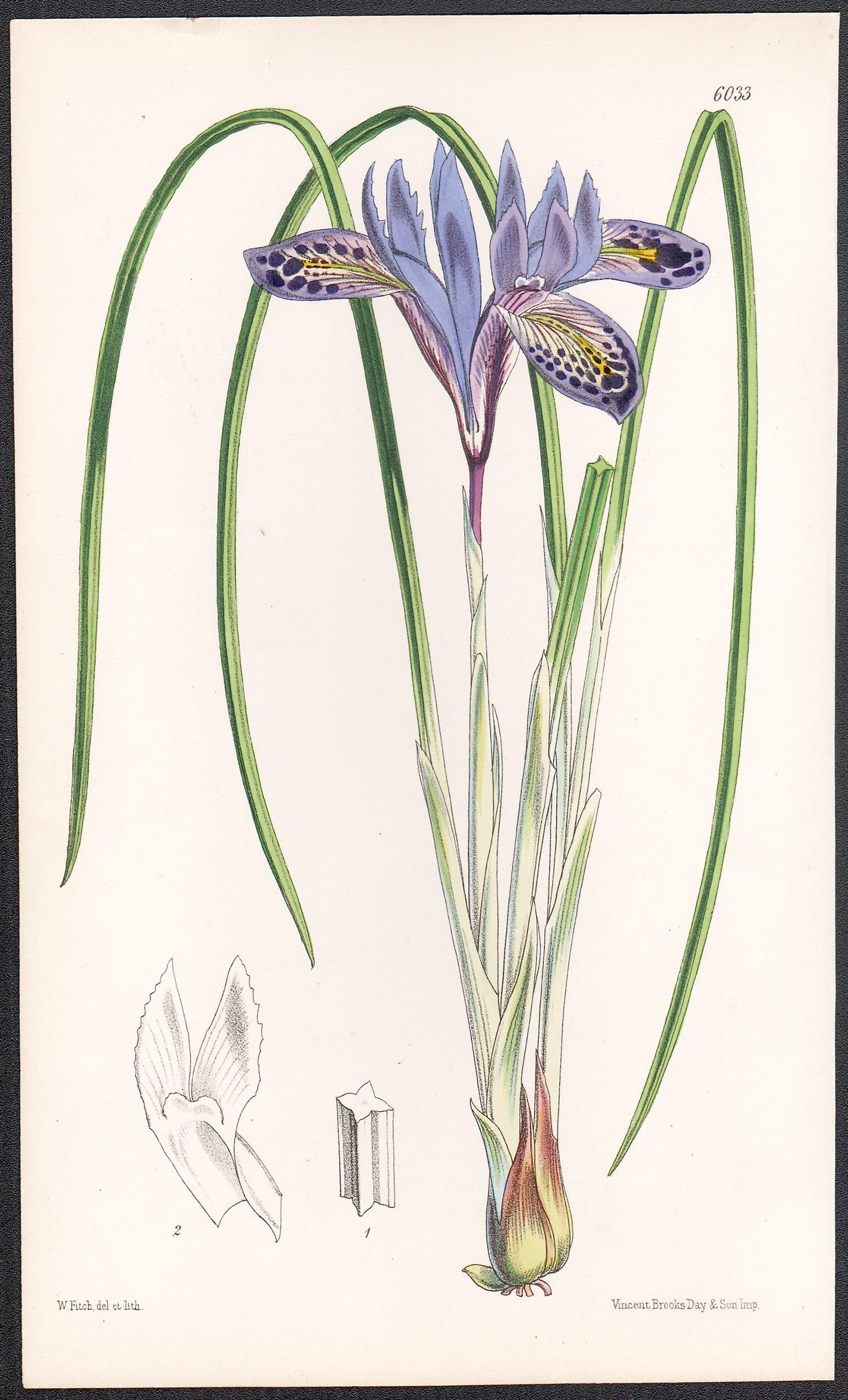 Walter Hood Fitch Still-Life Print - Xiphion Histrio, Syrian Iris, antique botanical flower lithograph print