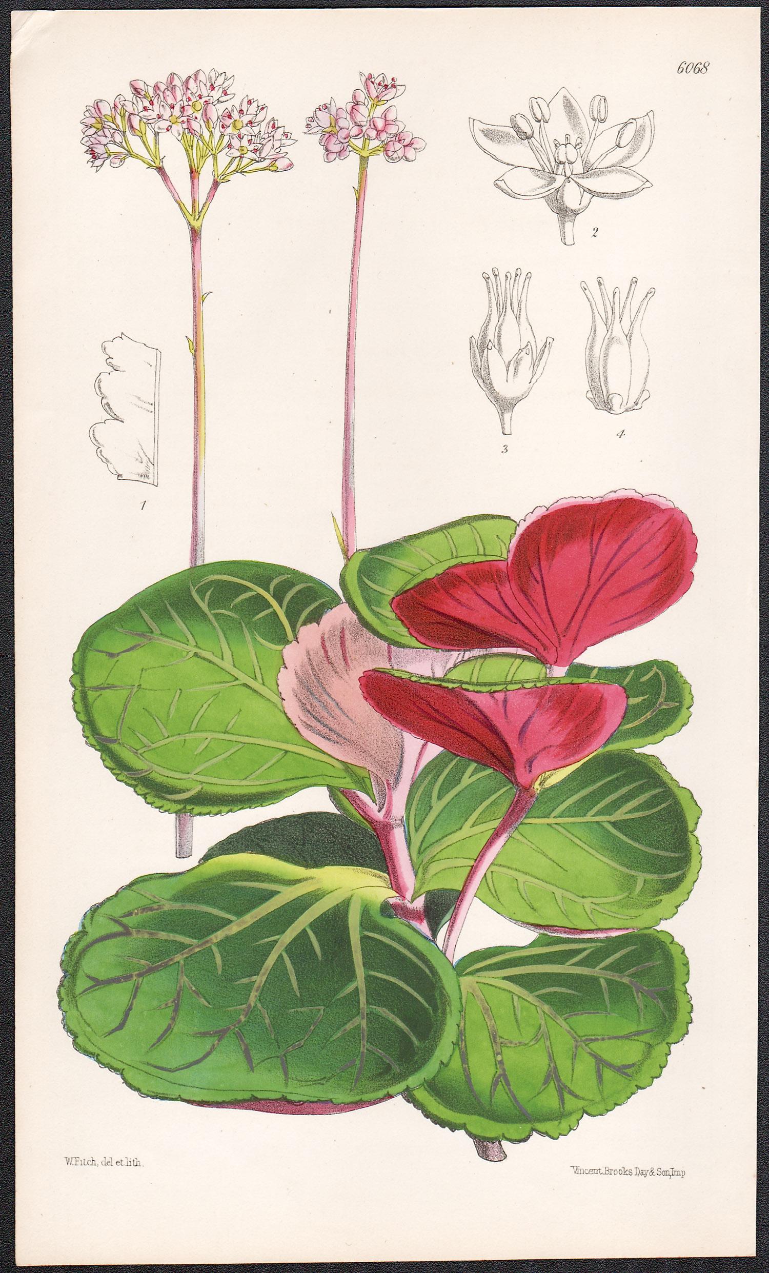 Walter Hood Fitch Still-Life Print - Crassula Saxifraga, antique botanical flower lithograph print