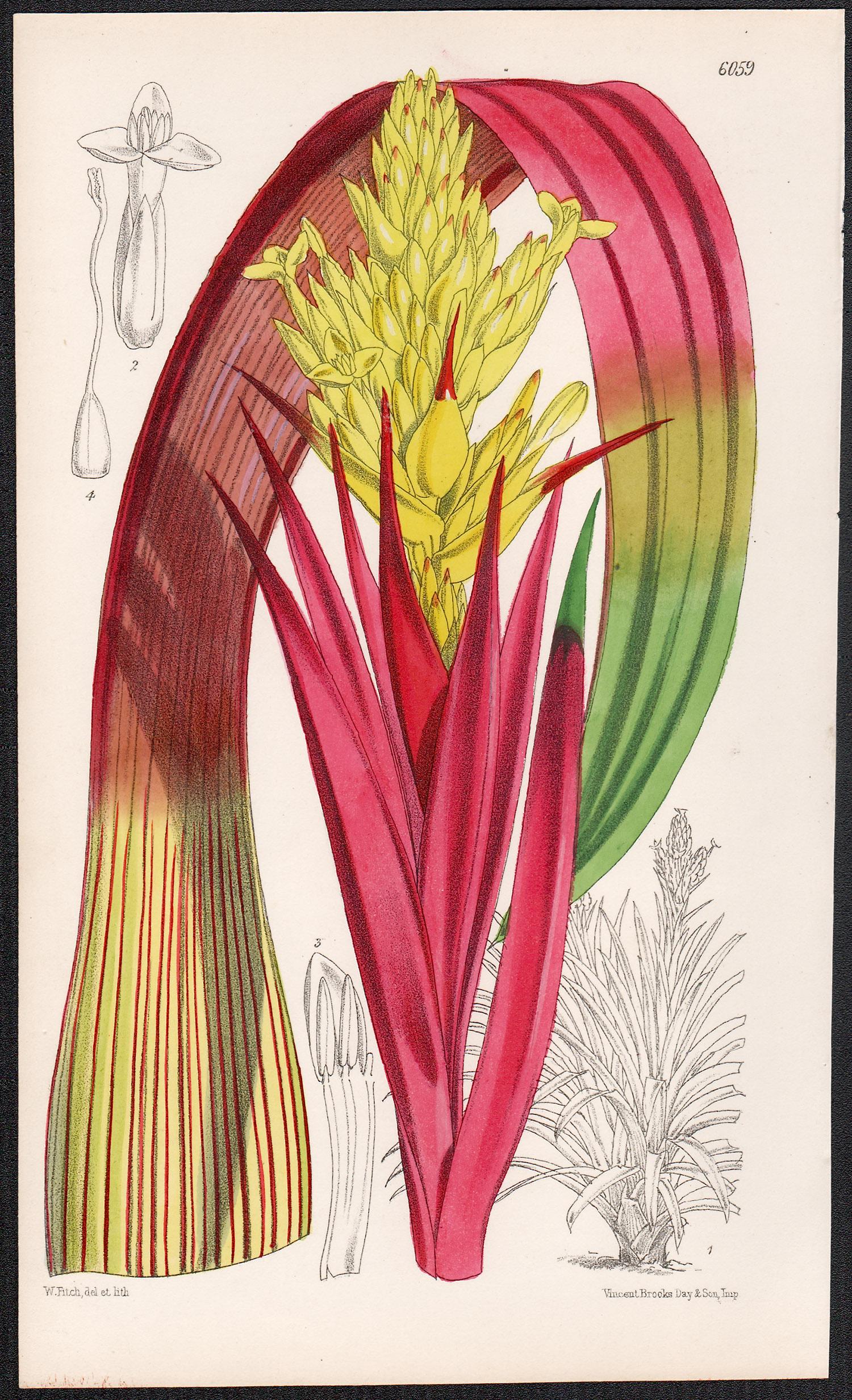 Caraguata Zahnii, antique botanical flower lithograph print
