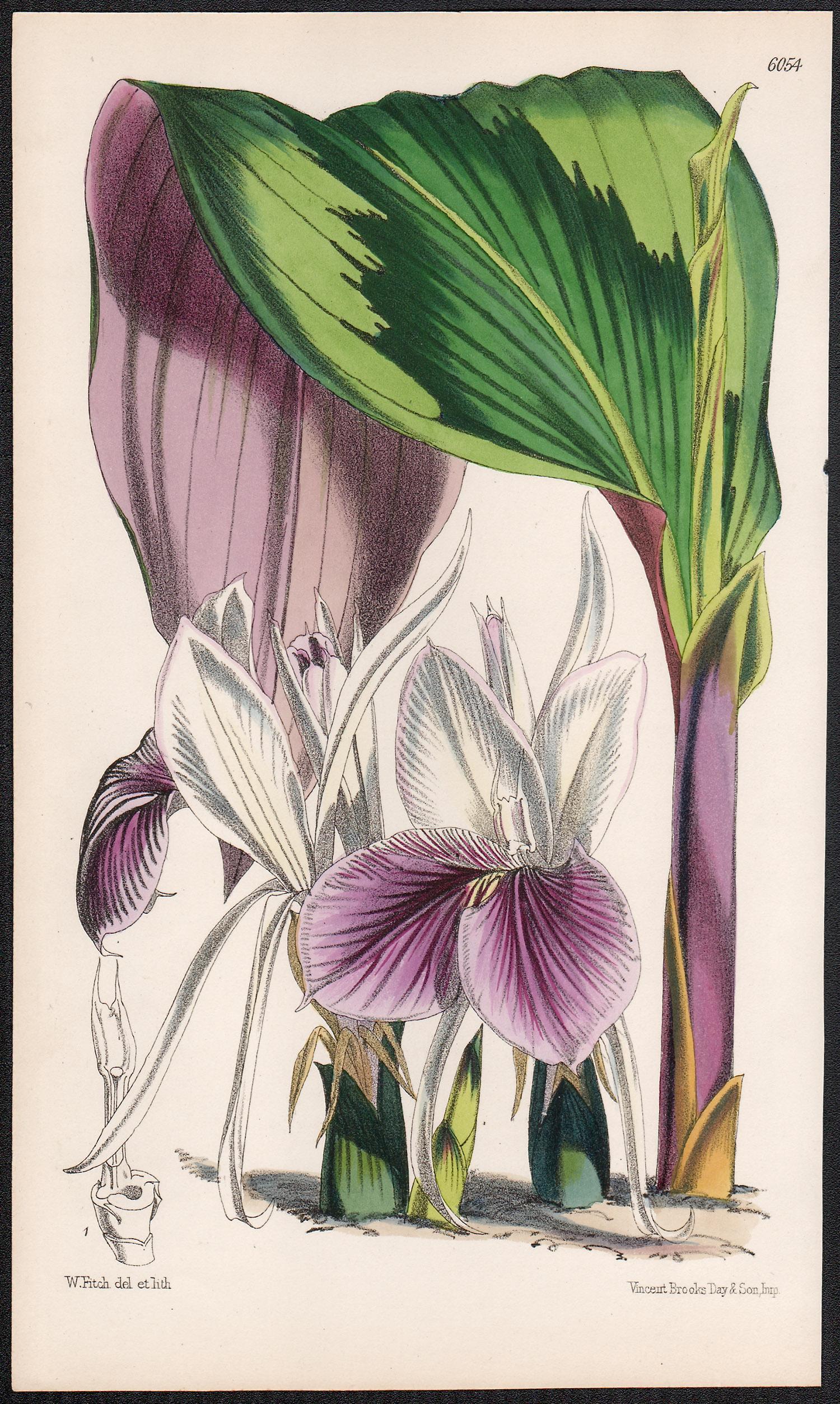 Walter Hood Fitch Still-Life Print - Kaempferia Rotunda, antique botanical flower lithograph print
