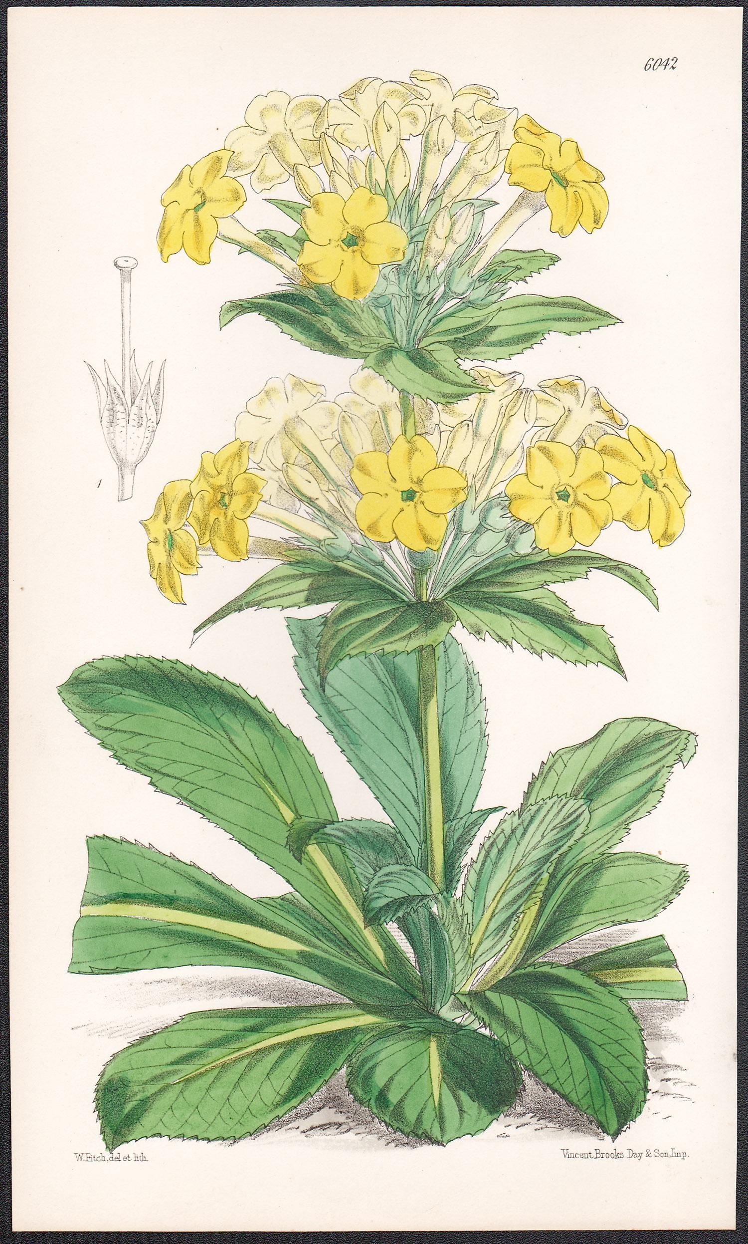 Walter Hood Fitch Still-Life Print – Primula Verticillata Var. nensis, antiker botanischer Blumenlithographiendruck
