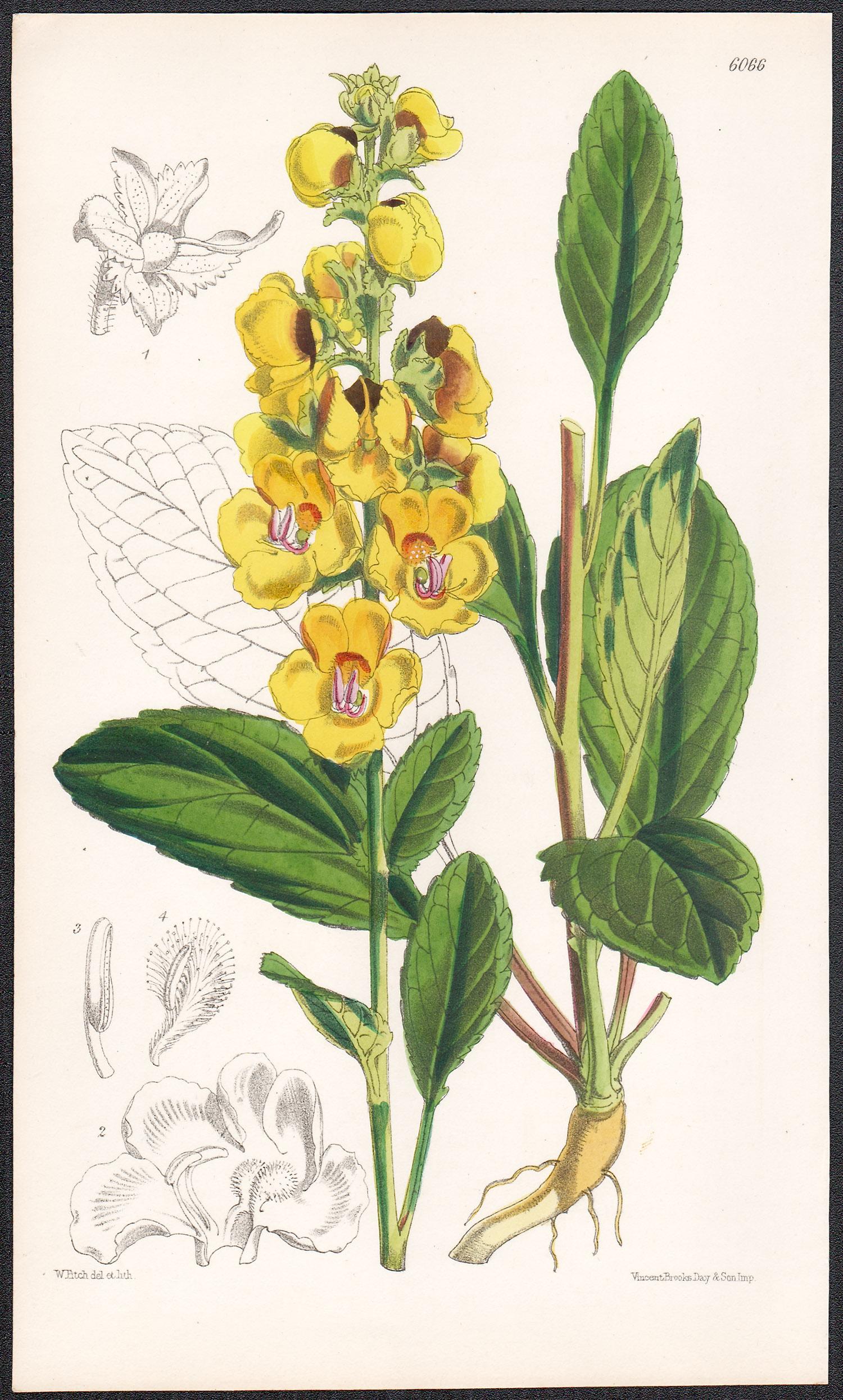 Walter Hood Fitch Still-Life Print - Celsia Betonicaefolia, antique botanical flower lithograph print