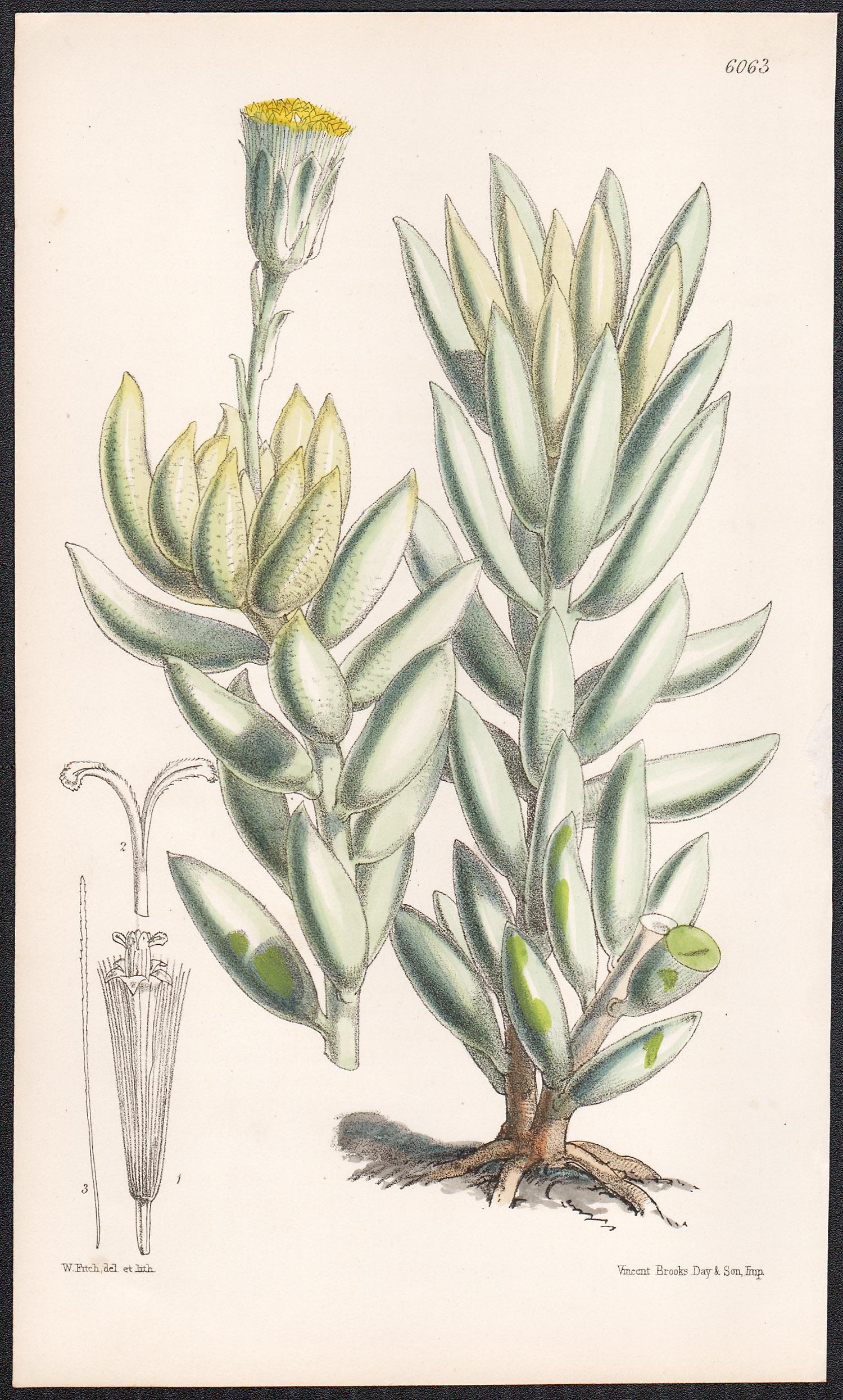 Senecio (Kleinia) Haworthii, antique botanical flower lithograph print
