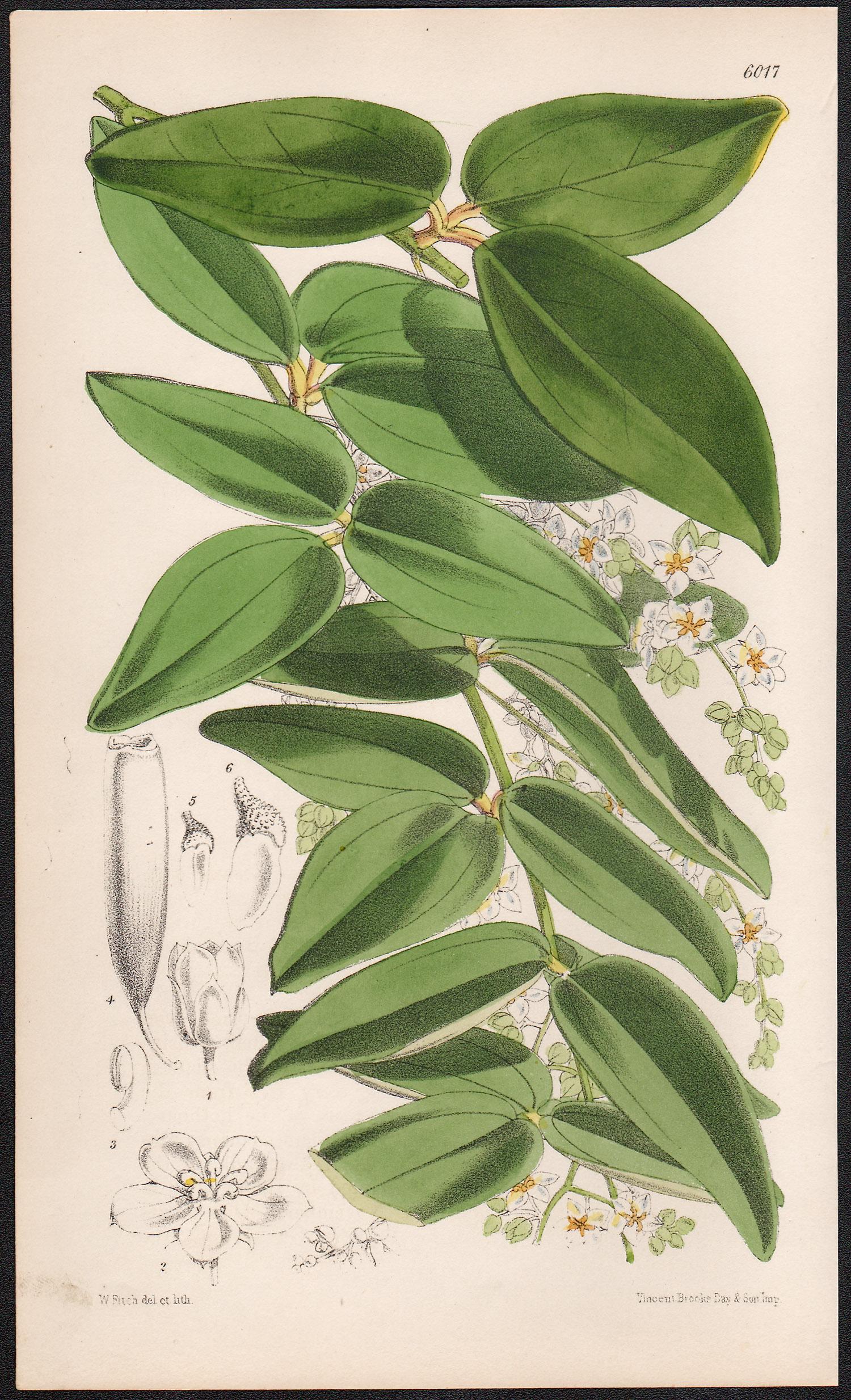 Walter Hood Fitch Still-Life Print - Alsomitra Sarcophylla, antique botanical flower lithograph print