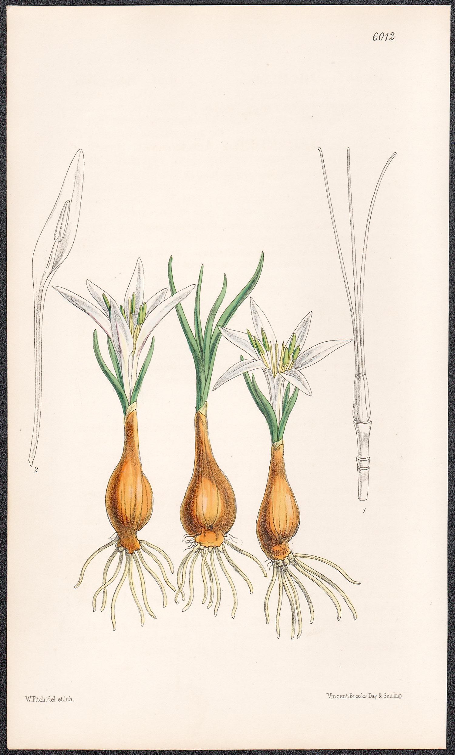 Merendera Aitchisoni, antique botanical flower lithograph print