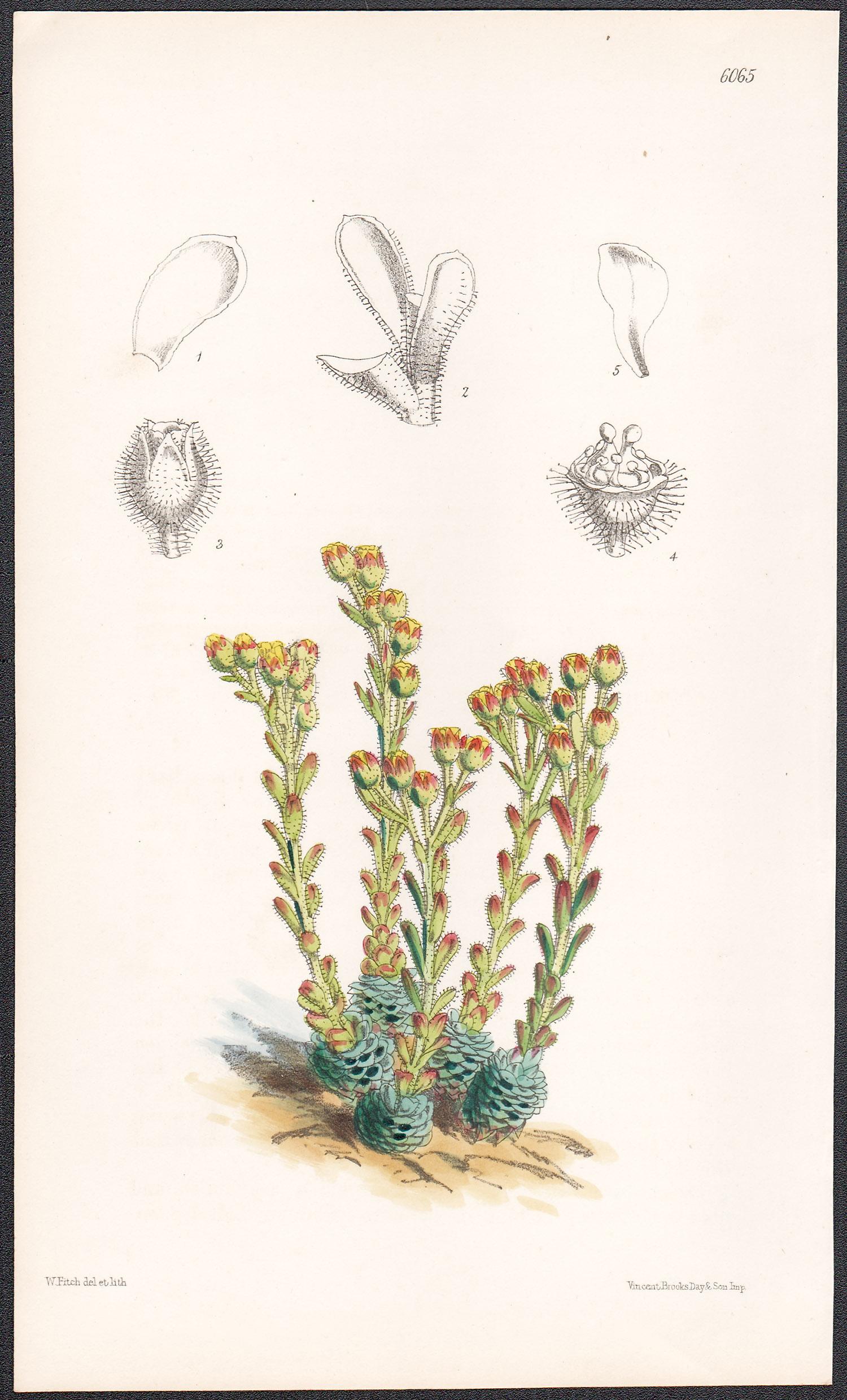 Walter Hood Fitch Still-Life Print - Saxifraga Kotschyi, antique botanical flower lithograph print
