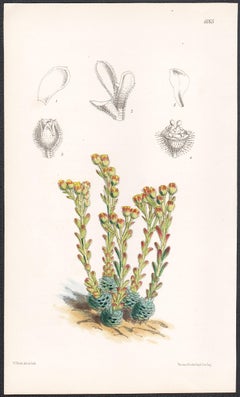 Saxifraga Kotschyi, antique botanical flower lithograph print