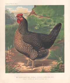 Poultry - Single Combed Dorking Hen, antique bird chromolithograph print, 1873