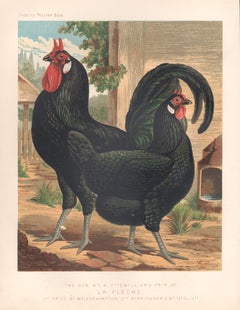 Poultry - La Fleche, antique bird chromolithograph print, 1873