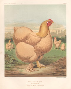 Poultry - Buff Cochin Hen, antique bird chromolithograph print, 1873