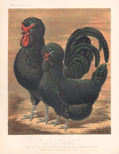 Poultry - Creve-Coeurs, antique bird chromolithograph print, 1873