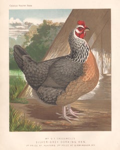 Poultry - Silver-Grey Dorking Hen, antique bird chromolithograph print, 1873