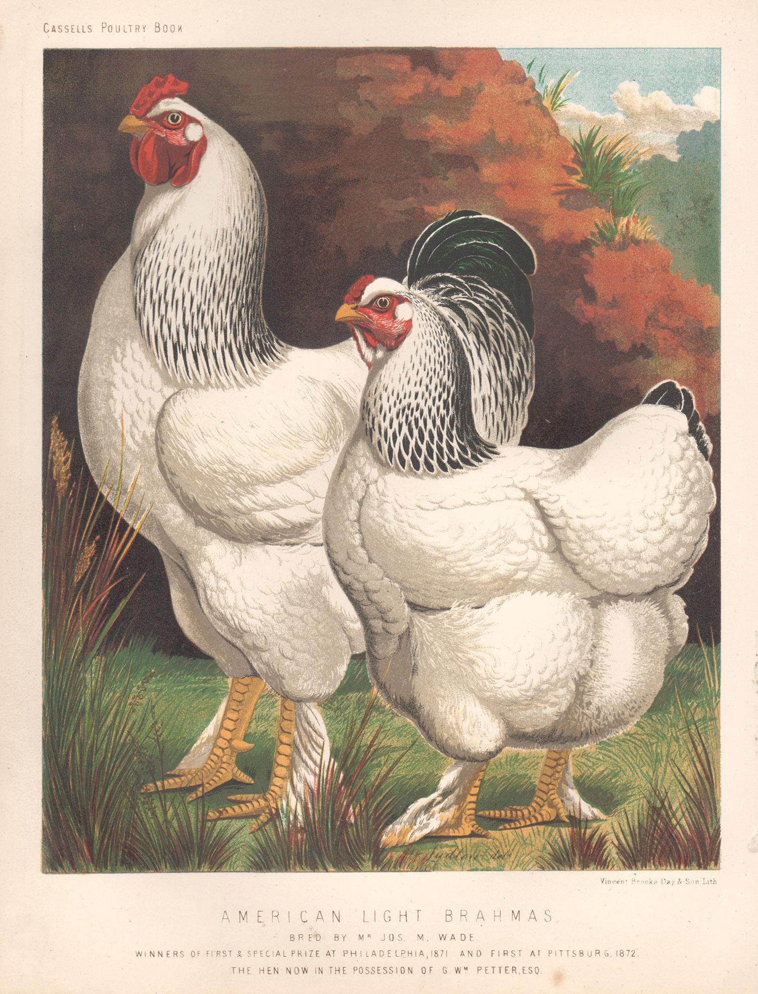Poultry - American Light Brahmas, antique bird chromolithograph print, 1873