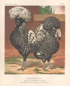 Poultry - Silver Spangled Polish, antique bird chromolithograph print, 1873