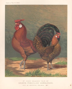 Poultry - Golden-Pencilled Hamburghs, antique bird chromolithograph print, 1873