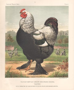 Poultry - Dark Brahma Cockerel, antique bird chromolithograph print, 1873