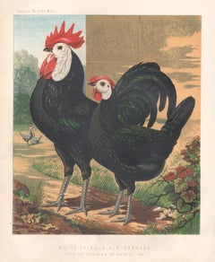 Poultry - White-Faced Black Spanish, antique bird chromolithograph print, 1873