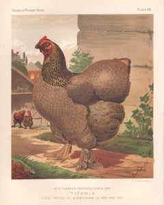 Poultry - Partridge Cochin Hen, antique bird chromolithograph print, 1873