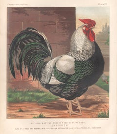 Poultry - Partridge Cochin Hen, antique bird chromolithograph print, 1873